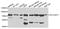 Solute carrier family 22 member 11 antibody, A7816, ABclonal Technology, Western Blot image 