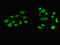 Zinc Finger Protein 331 antibody, LS-C673934, Lifespan Biosciences, Immunofluorescence image 
