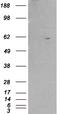 Retinoid X Receptor Beta antibody, orb18900, Biorbyt, Western Blot image 