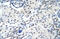 Small Nuclear Ribonucleoprotein Polypeptide A antibody, 29-333, ProSci, Immunohistochemistry frozen image 
