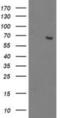 2-Oxoglutarate And Iron Dependent Oxygenase Domain Containing 1 antibody, NBP2-00528, Novus Biologicals, Western Blot image 