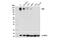 Ret Proto-Oncogene antibody, 14699S, Cell Signaling Technology, Western Blot image 