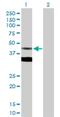 Farnesyl Diphosphate Synthase antibody, H00002224-D01P, Novus Biologicals, Western Blot image 