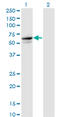 Tripartite Motif Containing 26 antibody, LS-C198486, Lifespan Biosciences, Western Blot image 