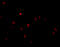 CD82 Molecule antibody, 4073, ProSci, Immunofluorescence image 