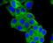 Angiotensinogen antibody, NBP2-67778, Novus Biologicals, Immunofluorescence image 