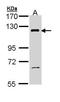 PI3 Kinase p110 beta antibody, orb74035, Biorbyt, Western Blot image 