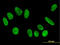 F-Box Protein 11 antibody, LS-B5475, Lifespan Biosciences, Immunofluorescence image 