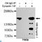 Dynactin subunit 1 antibody, LS-C812366, Lifespan Biosciences, Immunoprecipitation image 