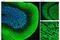 Synuclein Alpha antibody, 4179S, Cell Signaling Technology, Immunofluorescence image 