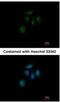 ZFP69 Zinc Finger Protein antibody, NBP2-21036, Novus Biologicals, Immunofluorescence image 