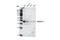 Flotillin 2 antibody, 3244S, Cell Signaling Technology, Western Blot image 