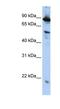 Zinc finger CCCH-type with G patch domain-containing protein antibody, NBP1-56561, Novus Biologicals, Western Blot image 