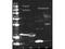 Streptavidin antibody, MBS536037, MyBioSource, Western Blot image 