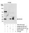 BCAS2 Pre-MRNA Processing Factor antibody, NB110-40681, Novus Biologicals, Immunoprecipitation image 