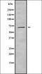 WEE1 G2 Checkpoint Kinase antibody, orb337541, Biorbyt, Western Blot image 