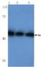 Transcription Factor AP-2 Alpha antibody, AP06013PU-N, Origene, Western Blot image 