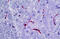 RECA-1 antibody, MBS246346, MyBioSource, Immunohistochemistry frozen image 