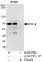 Regulator Of G Protein Signaling 14 antibody, A303-796A, Bethyl Labs, Immunoprecipitation image 