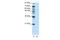 Grainyhead Like Transcription Factor 3 antibody, PA5-41616, Invitrogen Antibodies, Western Blot image 