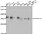 Heterogeneous Nuclear Ribonucleoprotein A0 antibody, A6029, ABclonal Technology, Western Blot image 