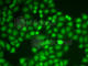 PYD And CARD Domain Containing antibody, A1170, ABclonal Technology, Immunofluorescence image 