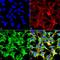 Sulfotyrosine antibody, LS-C821125, Lifespan Biosciences, Immunofluorescence image 