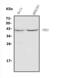 Pancreas/duodenum homeobox protein 1 antibody, A00491-3, Boster Biological Technology, Western Blot image 