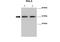 Renalase, FAD Dependent Amine Oxidase antibody, NBP1-98475, Novus Biologicals, Western Blot image 