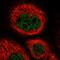 Zinc Finger Protein 529 antibody, HPA031311, Atlas Antibodies, Immunocytochemistry image 