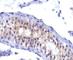 PRL-R antibody, V2235IHC-7ML, NSJ Bioreagents, Immunohistochemistry paraffin image 