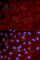 Interferon Regulatory Factor 3 antibody, A2172, ABclonal Technology, Immunofluorescence image 