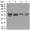 Interferon Regulatory Factor 7 antibody, ab109255, Abcam, Western Blot image 