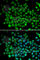 Ubiquitin D antibody, A5491, ABclonal Technology, Immunofluorescence image 