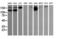 Phosphatidylinositol-4,5-bisphosphate 3-kinase catalytic subunit gamma isoform antibody, LS-C174227, Lifespan Biosciences, Western Blot image 