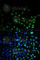 Ubiquitin C-Terminal Hydrolase L1 antibody, A2131, ABclonal Technology, Immunofluorescence image 