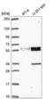 Jumonji Domain Containing 6, Arginine Demethylase And Lysine Hydroxylase antibody, NBP2-57068, Novus Biologicals, Western Blot image 