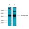 X-Ray Repair Cross Complementing 4 antibody, LS-B14647, Lifespan Biosciences, Western Blot image 