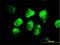 NAP1L1 antibody, H00004673-B02P, Novus Biologicals, Immunofluorescence image 