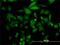 Four and a half LIM domains protein 5 antibody, H00009457-M01, Novus Biologicals, Immunofluorescence image 