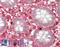 FUT5 antibody, LS-B13336, Lifespan Biosciences, Immunohistochemistry paraffin image 