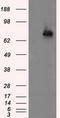 hsBG antibody, LS-C115210, Lifespan Biosciences, Western Blot image 