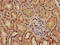 Adrenomedullin antibody, LS-C369181, Lifespan Biosciences, Immunohistochemistry paraffin image 