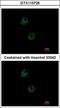 POZ/BTB And AT Hook Containing Zinc Finger 1 antibody, GTX115726, GeneTex, Immunofluorescence image 