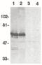 BAG family molecular chaperone regulator 4 antibody, PA5-19925, Invitrogen Antibodies, Western Blot image 