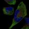 Tripartite Motif Containing 9 antibody, NBP2-58964, Novus Biologicals, Immunofluorescence image 