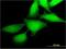 MAP3K12 Binding Inhibitory Protein 1 antibody, H00051562-M05, Novus Biologicals, Immunocytochemistry image 
