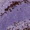 Plasma cell-induced resident endoplasmic reticulum protein antibody, NBP2-55874, Novus Biologicals, Immunohistochemistry frozen image 