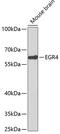 Early growth response protein 4 antibody, 18-865, ProSci, Western Blot image 