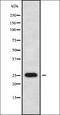 Cytochrome B5 Reductase 2 antibody, orb338469, Biorbyt, Western Blot image 